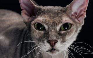 Chat prévoit la mort