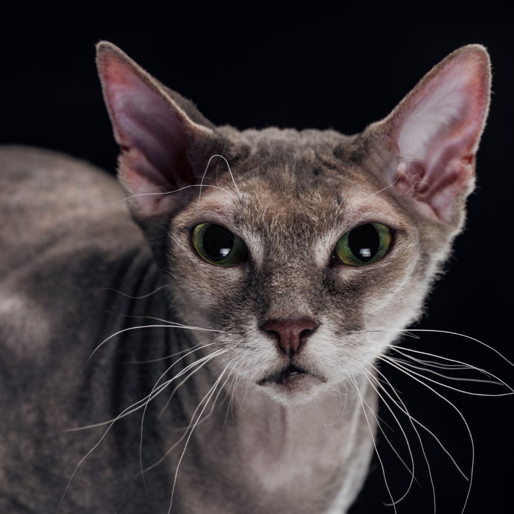 Chat prévoit la mort