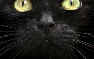 La poisse avec les chats noirs