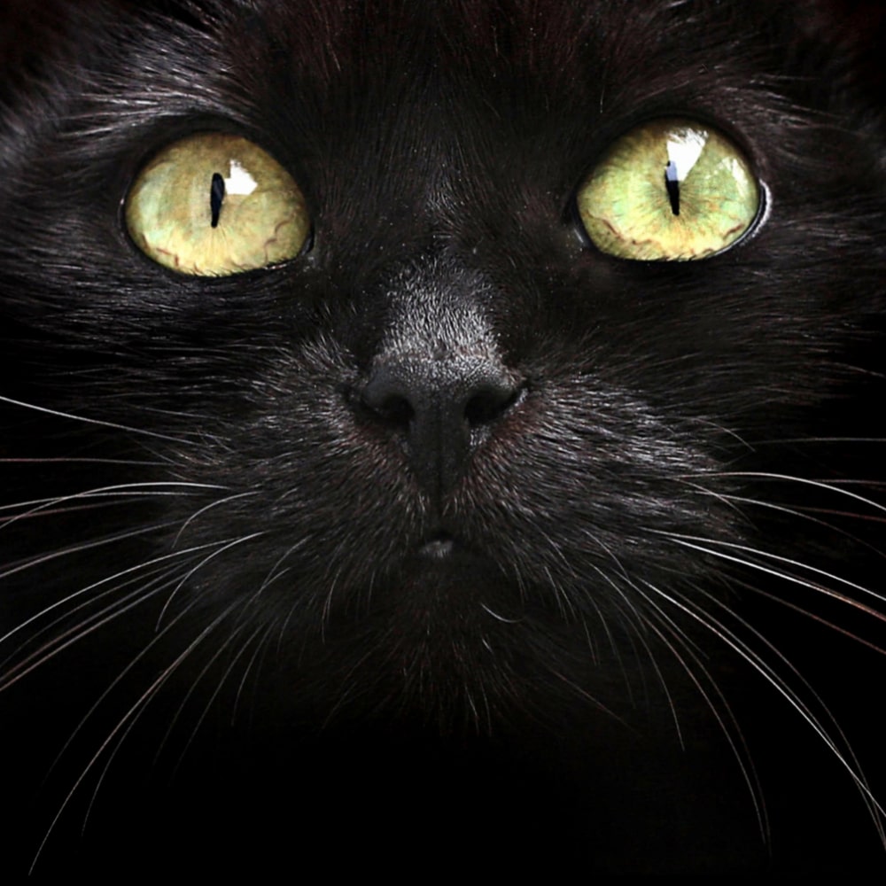 La poisse avec les chats noirs