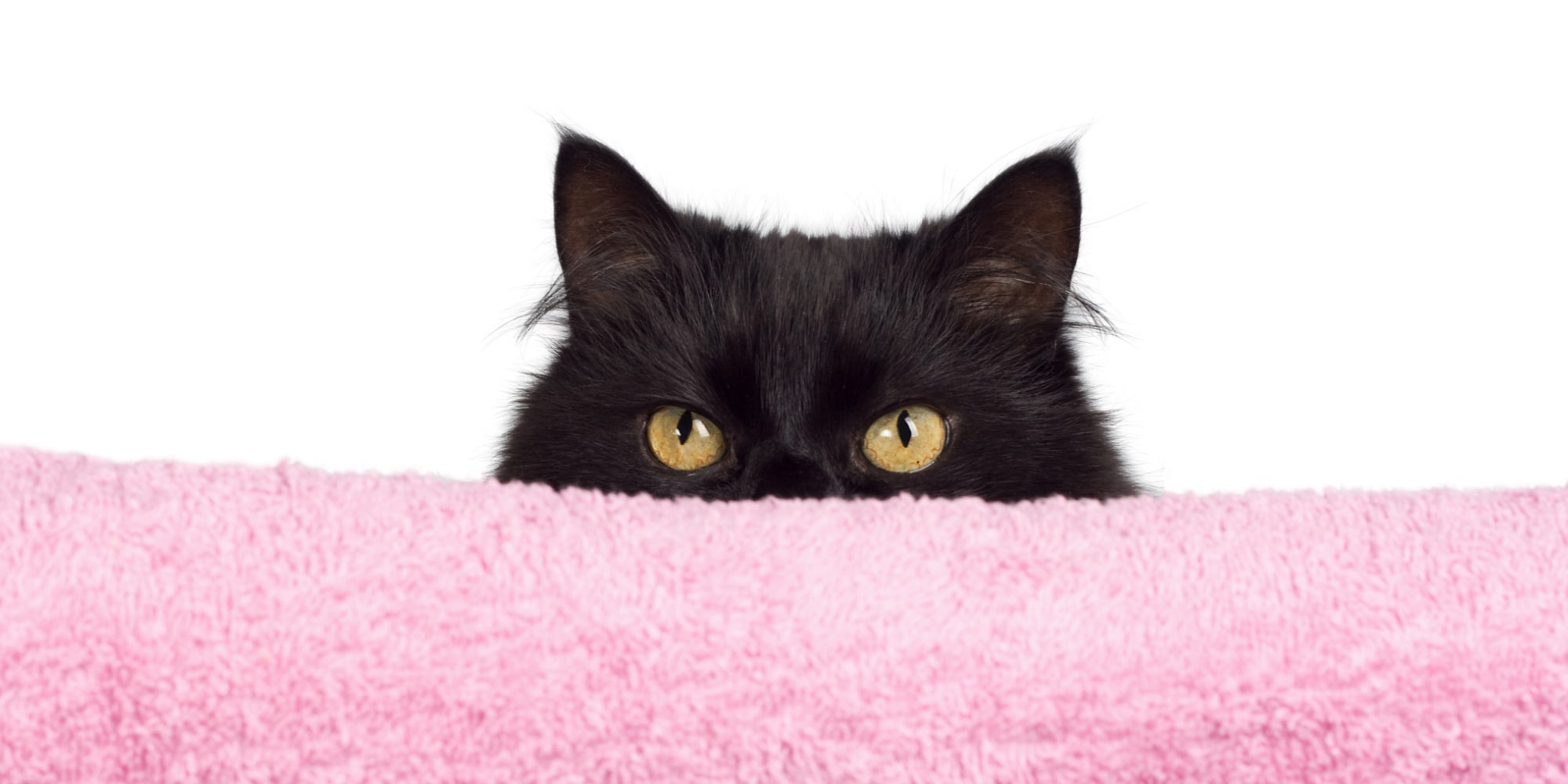 Les chats noirs portent malheur Les chats noirs portent malheur