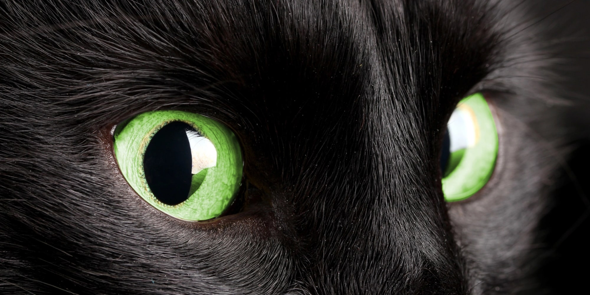 Yeux d’un chat noir prédit les décès Yeux d'un chat noir prédit les décès