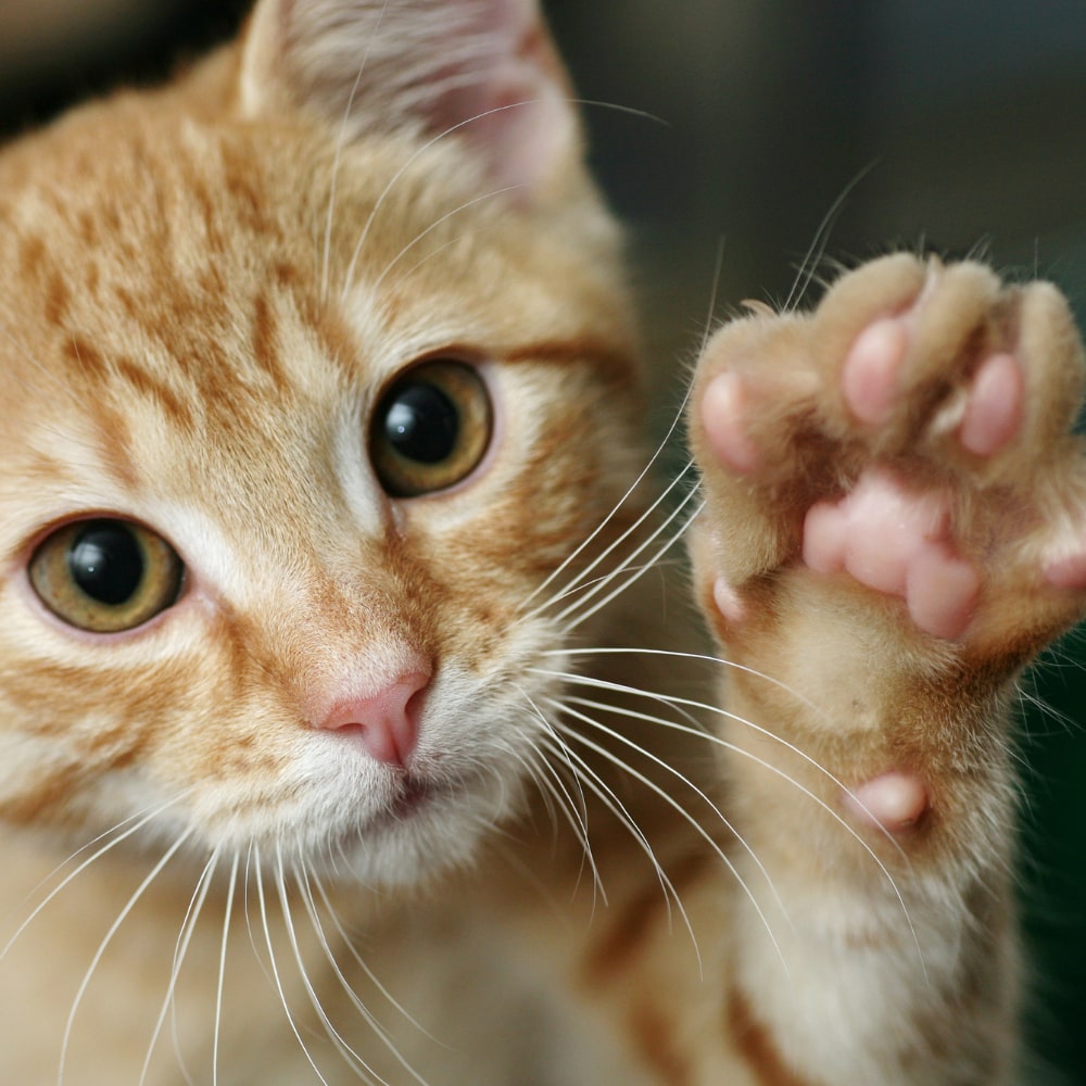 Le don de voyance chez les chats