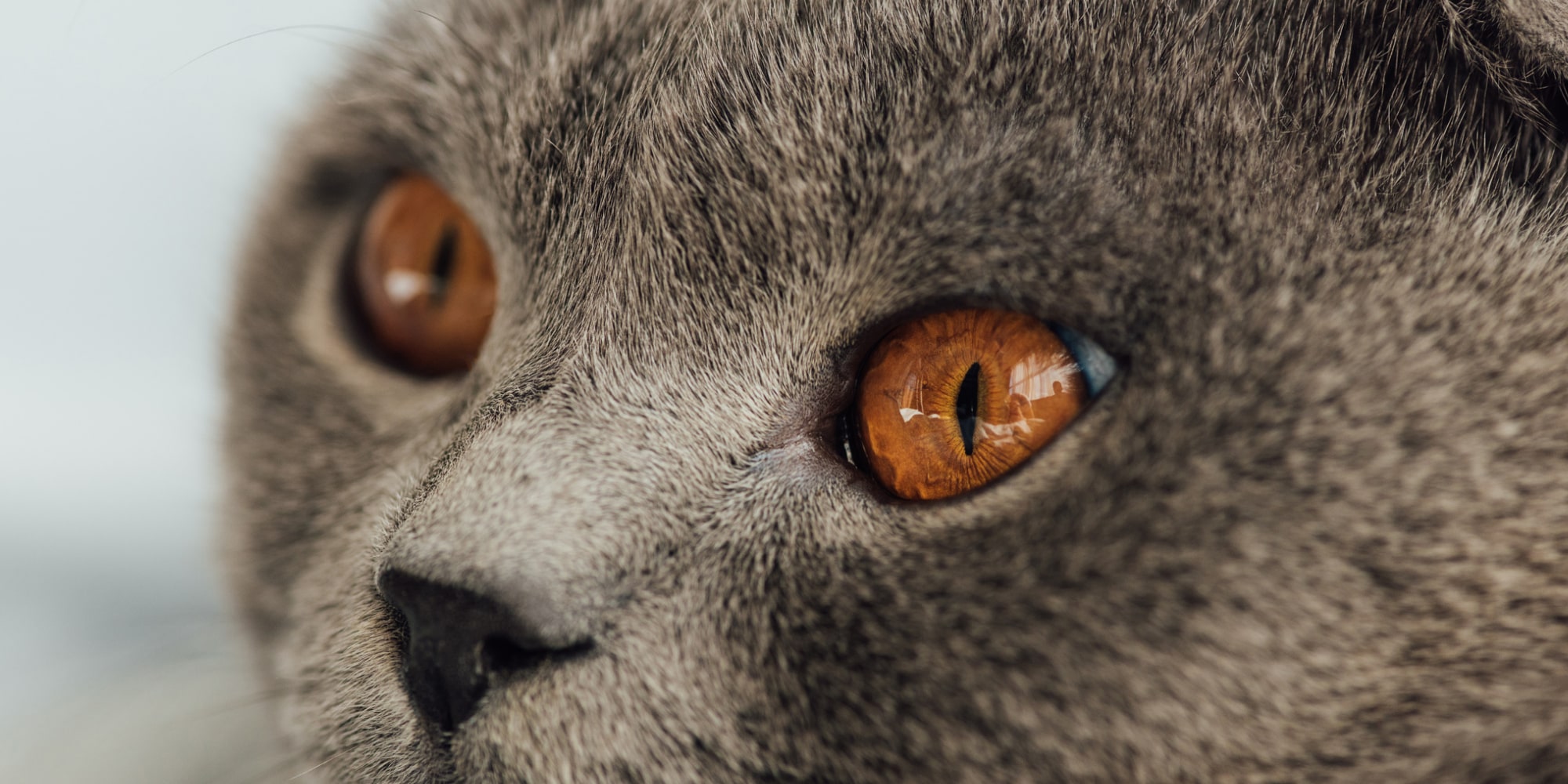 Les chats sont des voyants Les chats sont des voyants