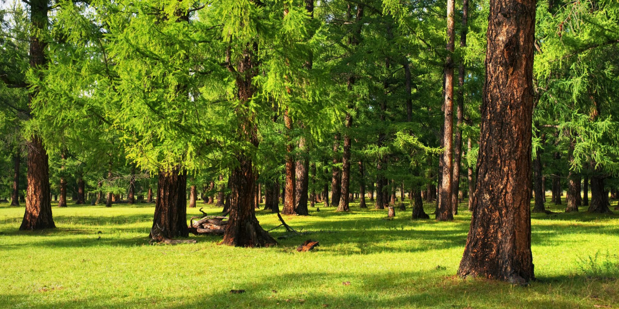 Les arbres de vies
