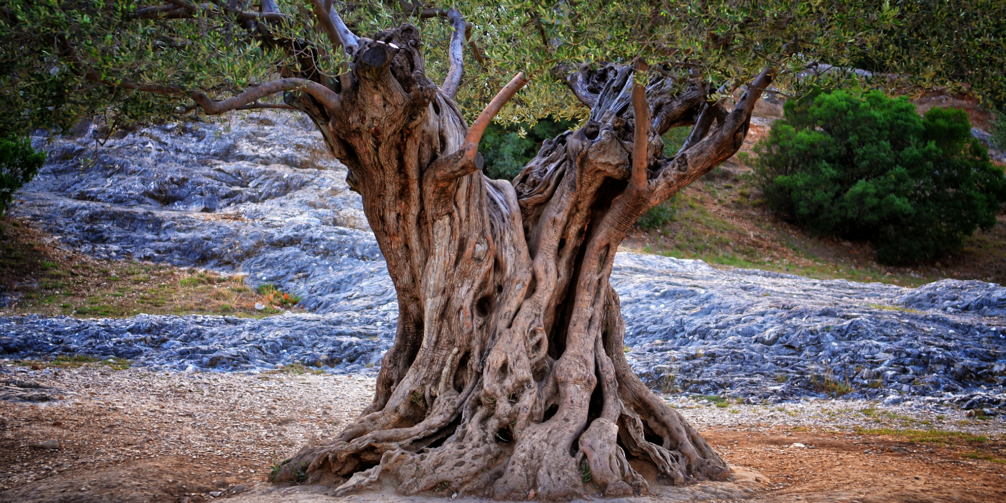 Yggdrasil l’arbre cosmique