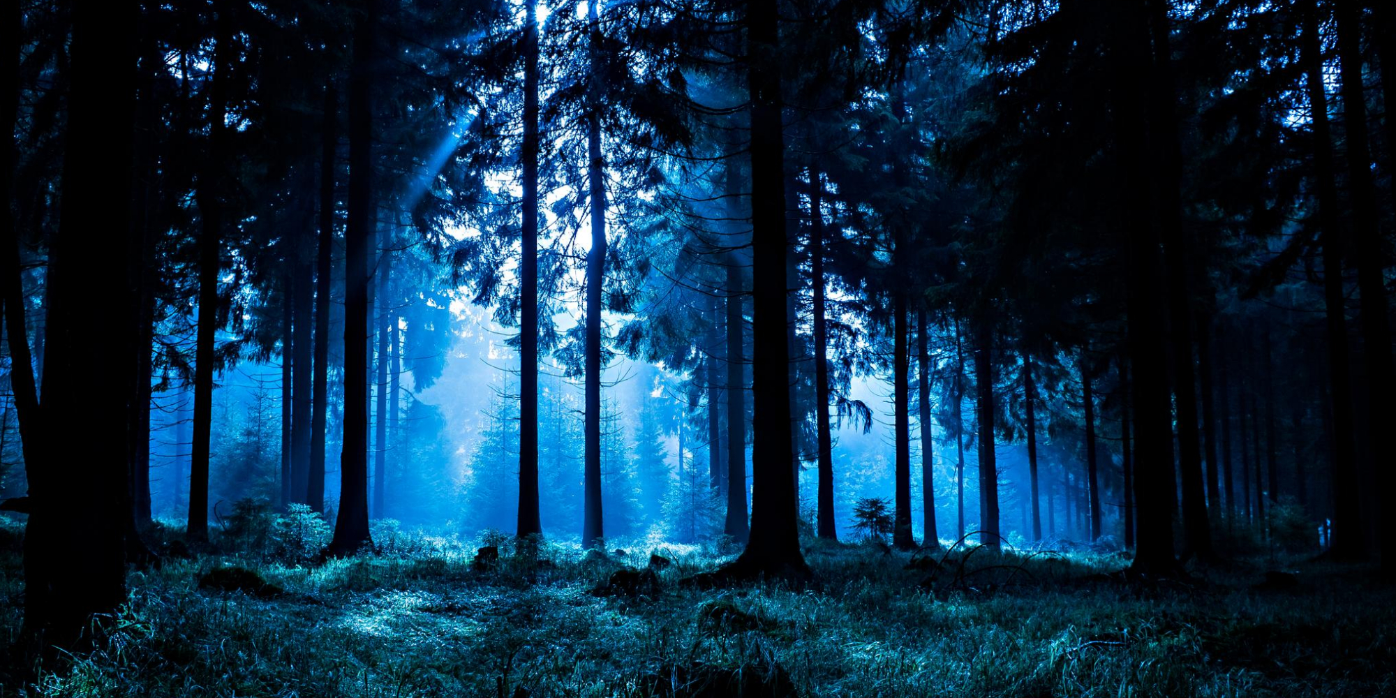 La foret du monstre de la came cruse La foret du monstre de la came cruse